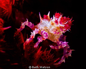 Candy Crab... by Beth Watson 